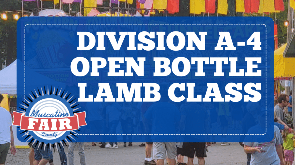Division A-4 Open Bottle Lamb Class